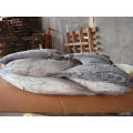Günstiger Preis gefrorener Bonito Thunfisch Skipjack Fisch